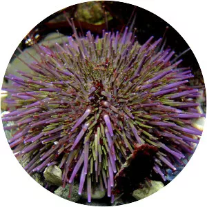 Pacific purple sea urchin