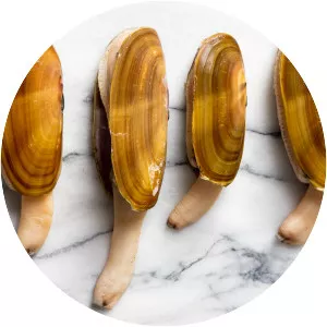 Pacific razor clam