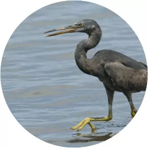 Pacific reef heron