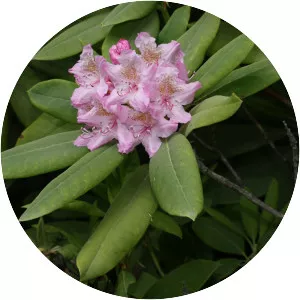 Pacific rhododendron