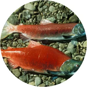 Pacific salmons and trouts - Fish