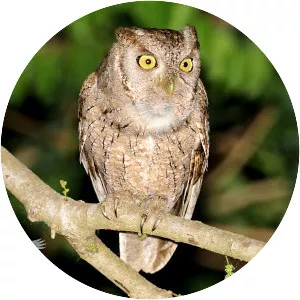 Pacific screech owl - Bird