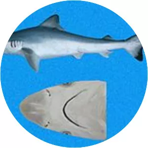 Pacific sharpnose shark