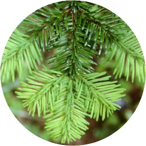 Pacific silver fir