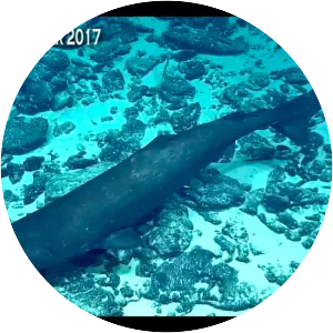 Pacific sleeper shark
