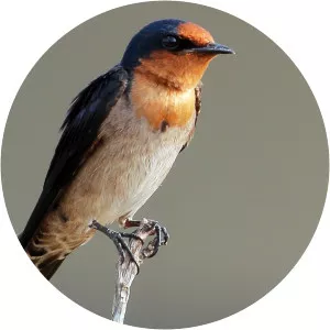 Pacific swallow