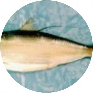 Pacific thread herring