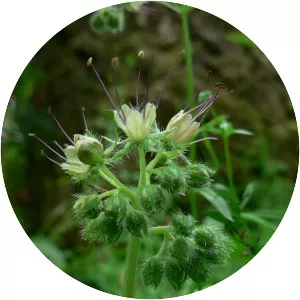 Pacific waterleaf - Plants