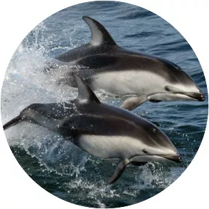 Pacific white-sided dolphin