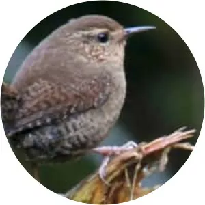 Pacific wren - 
