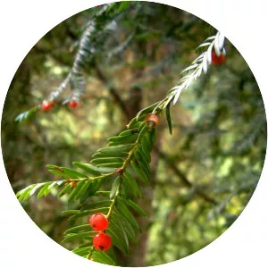 Pacific yew - Plants