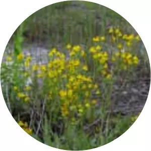 Packera paupercula - Plants