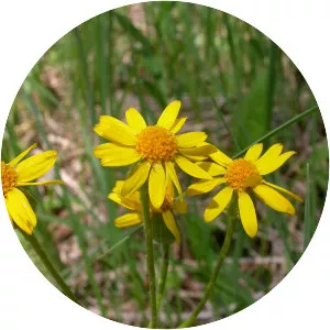 Packera plattensis