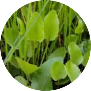 Packera pseudaurea - 