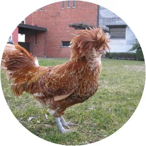 Padovana chicken