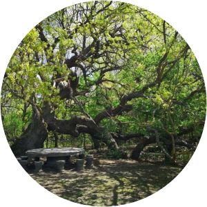 Pădurea Caraorman - 