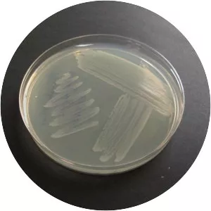 Paenibacillus polymyxa