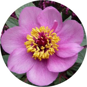 Paeonia cambessedesii - 