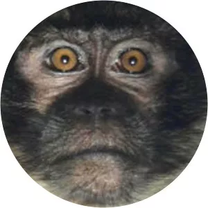 Pagai Islandmacaque - Primate