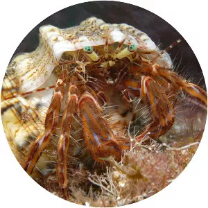 Pagurus anachoretus - 