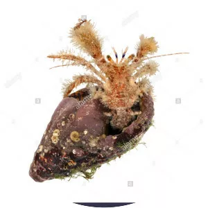 Pagurus cuanensis - Animal