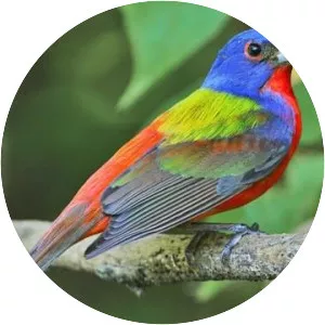 Painted bunting