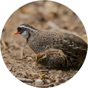 Painted bush quail