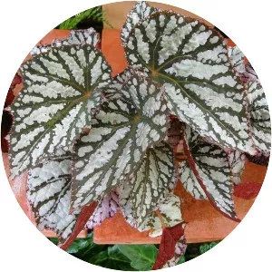 Painted-leaf begonia - Plants