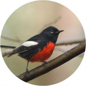 Painted redstart photograph