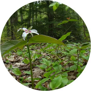 Painted trillium