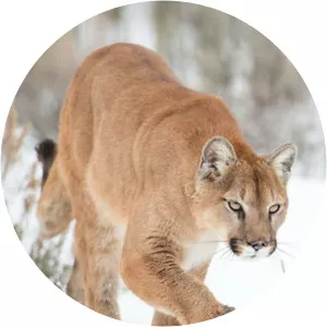 Pairc Yellowstone - TV program