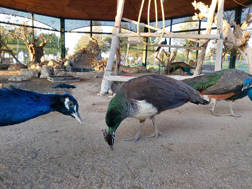 Pajarera Parque Municipal Juan Carlos I