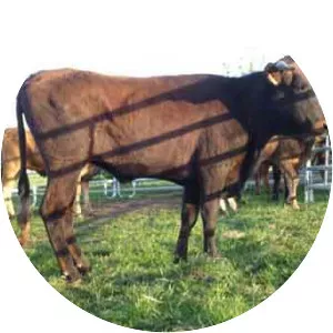 Pajuna cattle