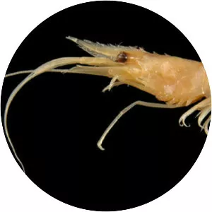 Palaemon longirostris