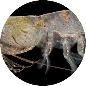 Palaemon macrodactylus