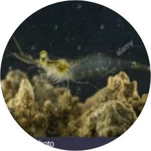 Palaemonetes antennarius - 