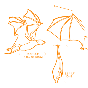 Palaeochiropteryx