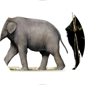 Palaeoloxodon cypriotes