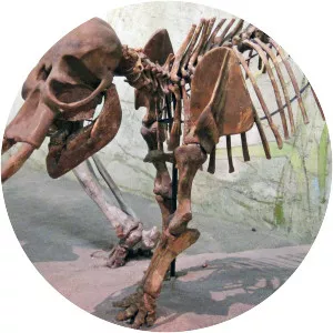 Palaeoloxodon falconeri - Animal