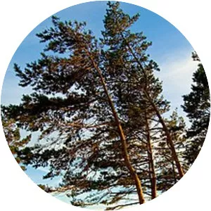 Palanga - Town in Lithuania