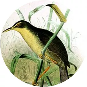 Palau bush warbler