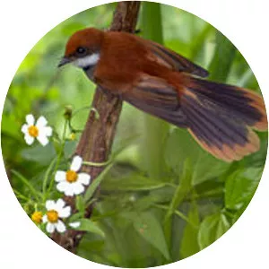 Palau fantail - Bird