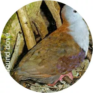 Palau ground dove