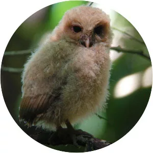 Palau owl