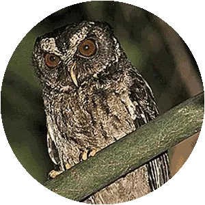 Palawan scops owl