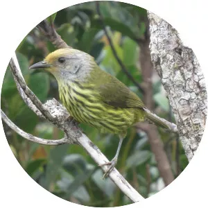 Palawan striped babbler - 