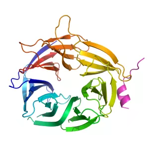 PALB2 - Protein