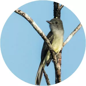 Pale-bellied mourner