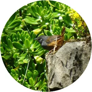 Pale-bellied tapaculo