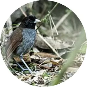 Pale-billed antpitta - Bird